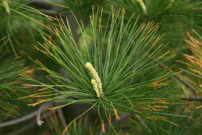 Pinus strobus (Eastern White Pine), leaf, young