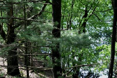 Pinus strobus (Eastern White Pine), leaf, summer