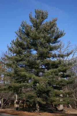 Pinus strobus (Eastern White Pine), habit, winter