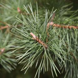 Pinus sylvestris var. hamata (Hamata Pine), bud, terminal