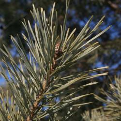Pinus sylvestris (Scots Pine), leaf, winter