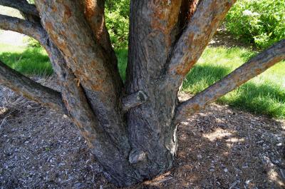 Pinus sylvestris 'Watereri' (Waterer Scots Pine), bark, mature