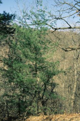 Pinus strobus (Eastern White Pine), habitat