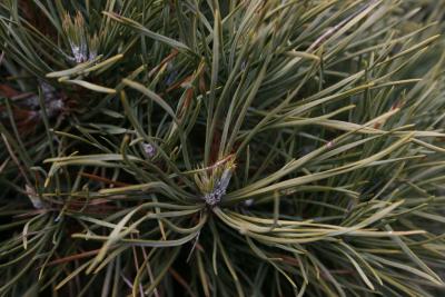 Pinus sylvestris 'Globosa Viridis' (Dwarf Scots Pine), leaf