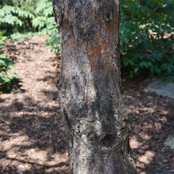 Pinus sylvestris (Scots Pine), bark, trunk