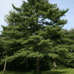 Pinus strobus (Eastern White Pine), habit, summer