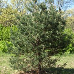 Pinus sylvestris (Scots Pine), habit, spring