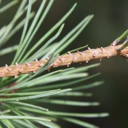 Pinus sylvestris var. hamata (Hamata Pine), bark, twig