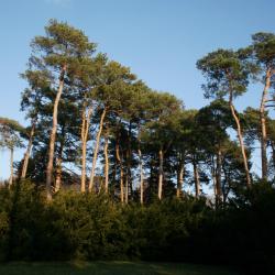 Pinus sylvestris (Scots Pine), habit, fall