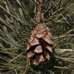 Pinus sylvestris (Scots Pine), cone, mature
