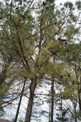 Pinus taeda (Loblolly pine), habit, winter