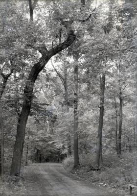 Arboretum road in summer through woods