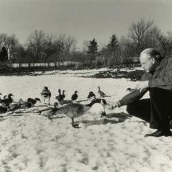 Alfred Etter feeding geese on frozen Arbor Lake
