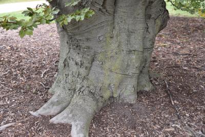 Fagus sylvatica 'Atropunicea' (Copper Beech), bark, trunk
