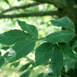 Fagus grandifolia (American Beech), leaf, summer