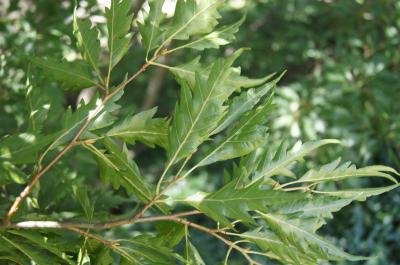 Fagus sylvatica 'Asplenifolia' (Fern-leaved European Beech), leaf, lower surface
