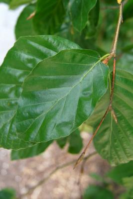 Fagus sylvatica 'Pendula' (Weeping European Beech), leaf, upper surface