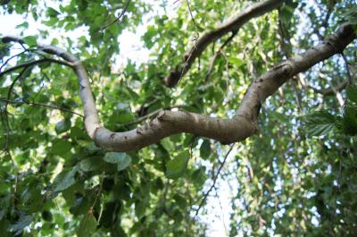 Fagus sylvatica 'Pendula' (Weeping European Beech), bark, branch
