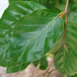 Fagus sylvatica 'Pendula' (Weeping European Beech), leaf, upper surface