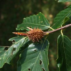 Fagus grandifolia (American Beech), fruit, mature