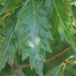 Fagus sylvatica 'Asplenifolia' (Fern-leaved European Beech), leaf, upper surface