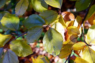 Fagus sylvatica 'Atropunicea' (Copper Beech), leaf, fall
