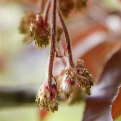 Fagus sylvatica 'Atropunicea' (Copper Beech), flower, staminate