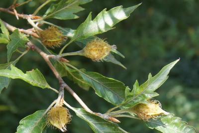 Fagus sylvatica 'Asplenifolia' (Fern-leaved European Beech), fruit, immature
