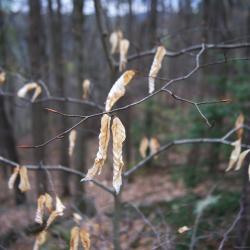 Fagus grandifolia (American Beech), leaf, winter