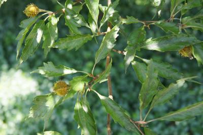 Fagus sylvatica 'Asplenifolia' (Fern-leaved European Beech), leaf, summer