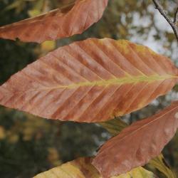 Fagus grandifolia (American Beech), leaf, fall