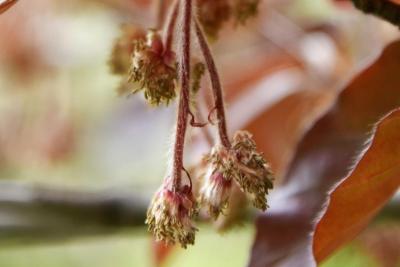 Fagus sylvatica 'Atropunicea' (Copper Beech), flower, staminate