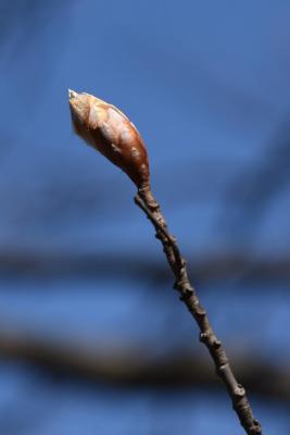 Fagus sylvatica 'Atropunicea' (Copper Beech), bud, terminal