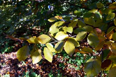 Fagus sylvatica 'Atropunicea' (Copper Beech), leaf, fall
