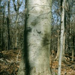 Fagus grandifolia (American Beech), bark, trunk