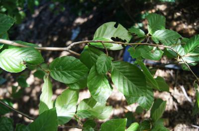 Fagus sylvatica 'Pendula' (Weeping European Beech), leaf, summer