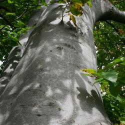 Fagus sylvatica (European Beech), bark, trunk