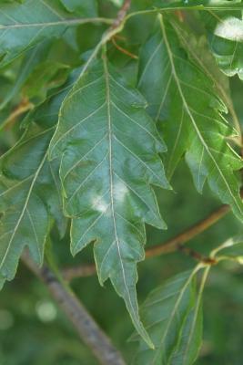 Fagus sylvatica 'Asplenifolia' (Fern-leaved European Beech), leaf, upper surface