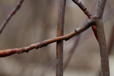 Fagus sylvatica 'Pendula' (Weeping European Beech), bark, twig