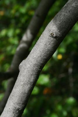 Fagus sylvatica (European Beech), bark, branch