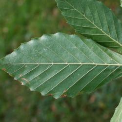 Fagus grandifolia (American Beech), leaf, lower surface