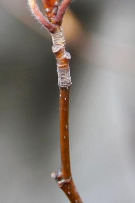 Fagus sylvatica 'Atropunicea' (Copper Beech), bark, twig