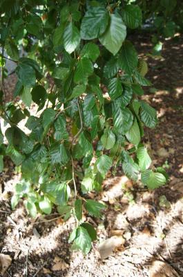 Fagus sylvatica 'Pendula' (Weeping European Beech), leaf, summer