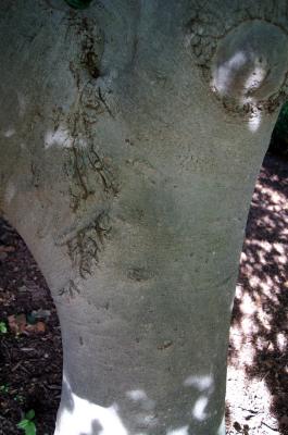 Fagus sylvatica 'Pendula' (Weeping European Beech), bark, trunk