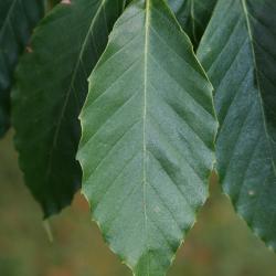 Fagus grandifolia (American Beech), leaf, upper surface