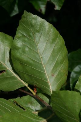 Fagus sylvatica (European Beech), leaf, lower surface