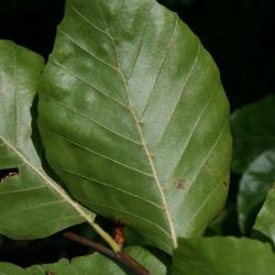 Fagus sylvatica (European Beech), leaf, lower surface