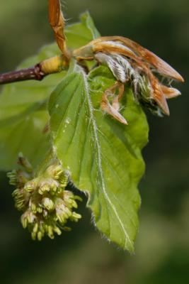 Fagus sylvatica (European Beech), flower, staminate