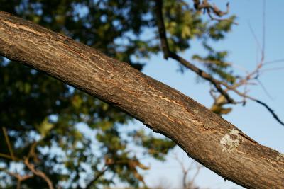 Carya illinoinensis (Pecan), bark, branch