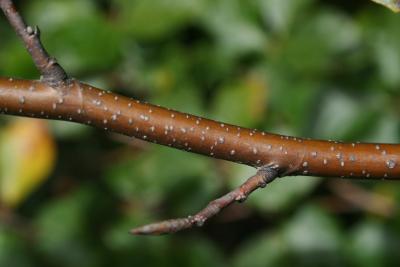 Fagus sylvatica (European Beech), bark, twig